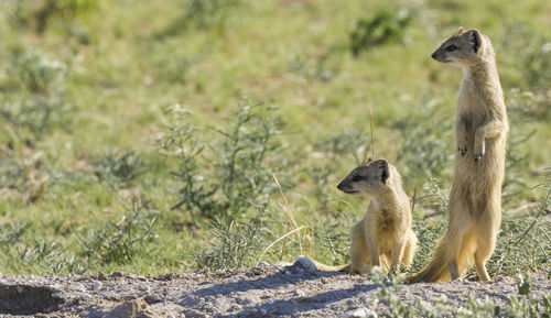 Yellow mongoose in etosha, a national park in namibia