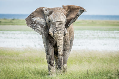 Elephant on field against sky