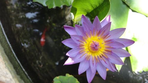 Close-up of purple flower blooming in pond