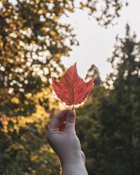 Close-up of hand holding autumn leaf