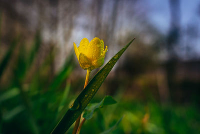 Close-up of yellow flowering plant on field