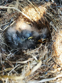 High angle view of birds in nest