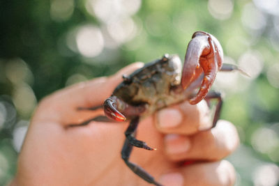 Close-up of hand holding small outdoors