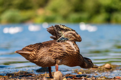 Duck feeding