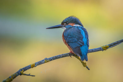 kingfisher