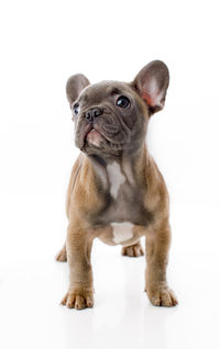 Portrait of a dog over white background