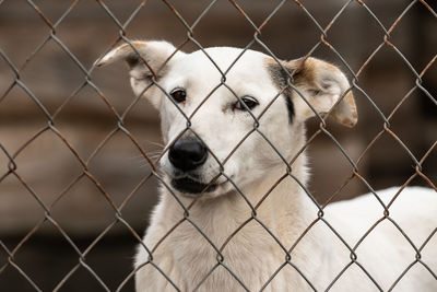 Portrait of dog seen through chainlink fence