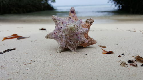 Close-up of dead tree on beach