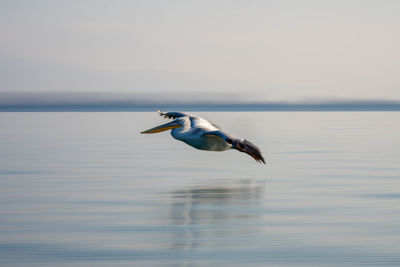 Bird flying over sea against sky