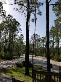 Trees in park against sky