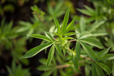 Close-up of fresh green plant