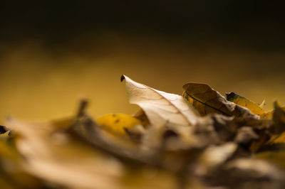 Close-up of insect