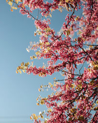 Low angle view of flowering tree against sky