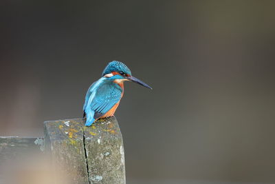 A common kingfisher on a post