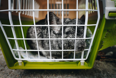 Chinchilla animal in a cage