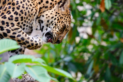Close-up of leopard at zoo