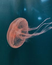 Close-up of jellyfish in sea