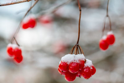 Close-up of frozen berries on plant