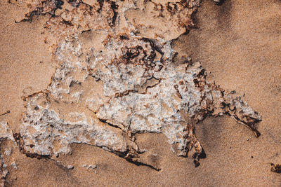 Close-up of lizard on the ground