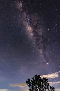 Low angle view of trees against sky at night