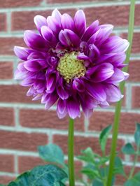 Close-up of purple flowers blooming outdoors