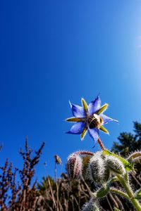 Close-up of purple flowering plants against blue sky