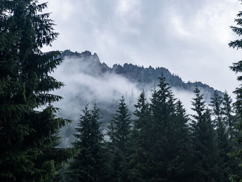 Scenic view of forest against sky