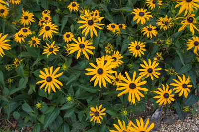 Full frame shot of yellow flowers