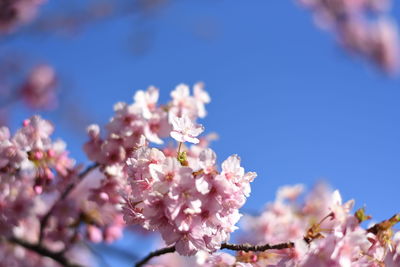 Close-up of fresh pink flowers against sky