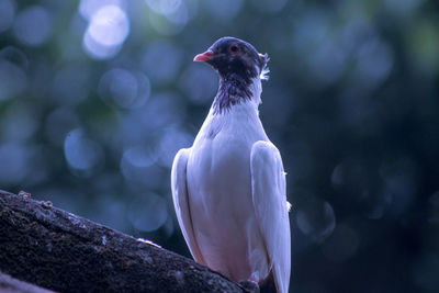 Close-up of bird perching