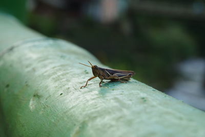 Close-up of insect