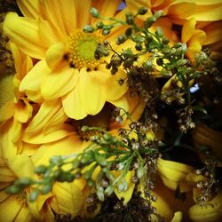 Close-up of bee on yellow flowers