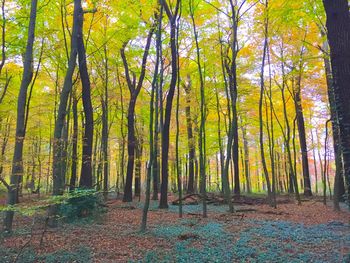 Trees in forest