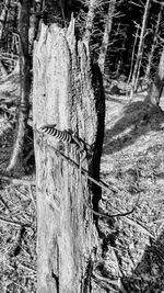 Close-up of tree trunk in forest