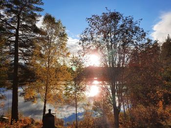 Low angle view of trees against sky during autumn