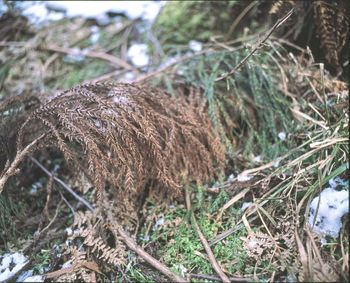 Close-up of dry plant on field