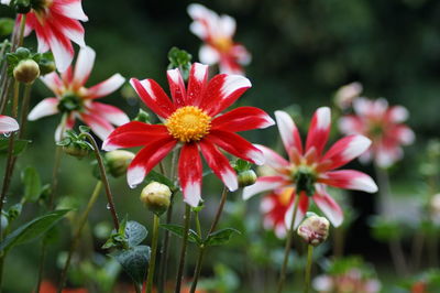 Close-up of flowers blooming outdoors