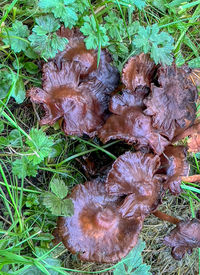 plant