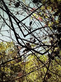 Low angle view of tree against sky