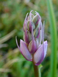 Close-up of pink flower