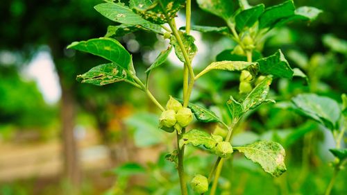 Close-up of plant