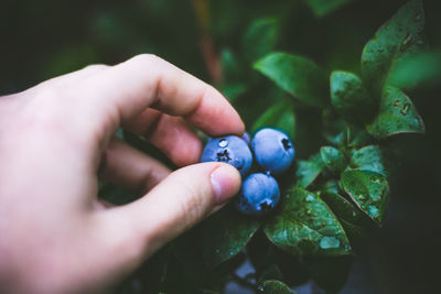 Close-up of hand holding fruit