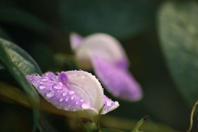 Close-up of raindrops on pink flower