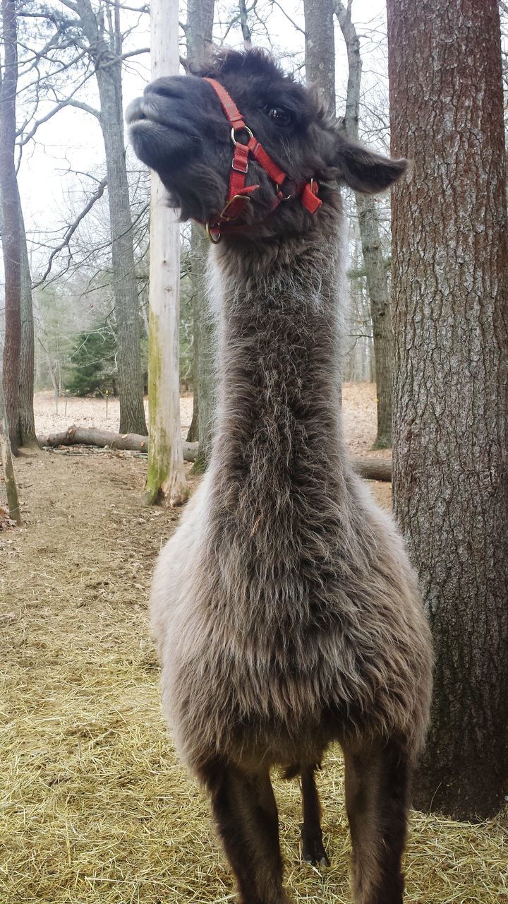 animal themes, tree, bird, one animal, day, domestic animals, outdoors, tree trunk, field, standing, street, sunlight, incidental people, red, rear view, full length, bare tree, nature