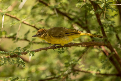 Close-up of bird perching on branch