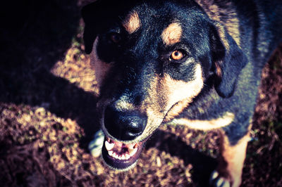 Close-up portrait of dog