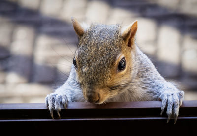 Close-up of squirrel