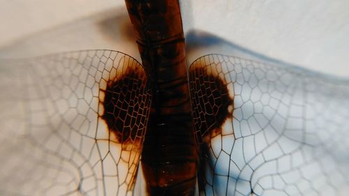 Close-up view of leaf