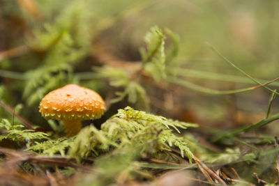 Close-up of mushroom in grass