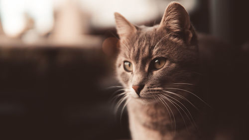 Close-up portrait of a cat